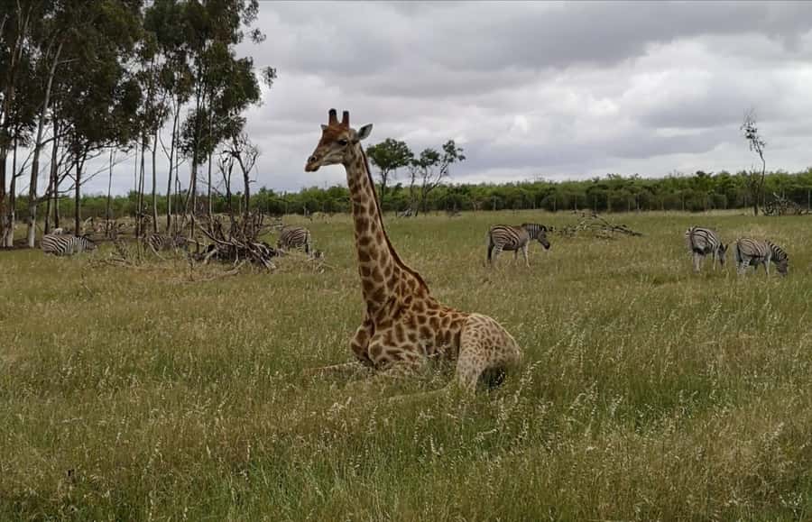 Stellenbosch: Horse Riding Wildlife Safari - The strongest part of the experience