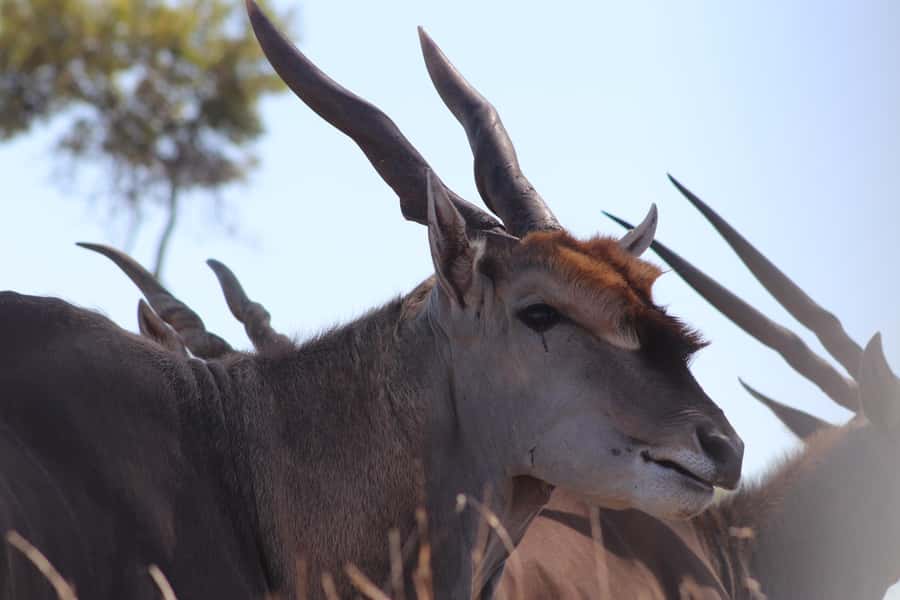Stellenbosch: Horse Riding Wildlife Safari - Should you book the Stellenbosch horse safari?