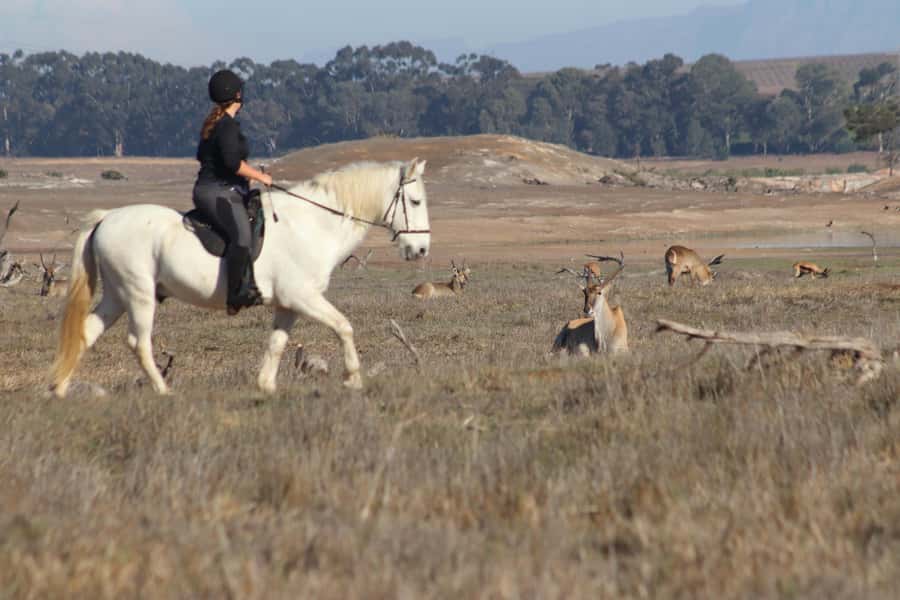 Stellenbosch: Horse Riding Wildlife Safari - Meeting the horses before the 90-minute ride