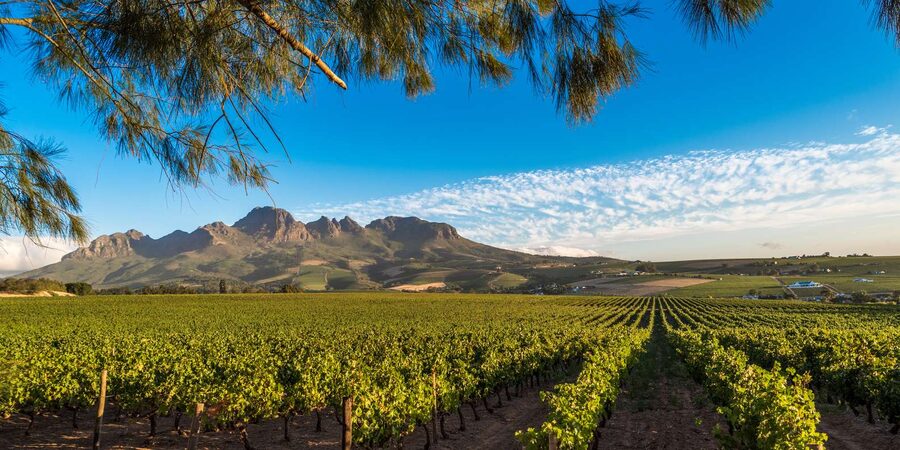 Stellenbosch North Guided Wine Safari (Tastings Excluded) - What this Stellenbosch wine safari really offers