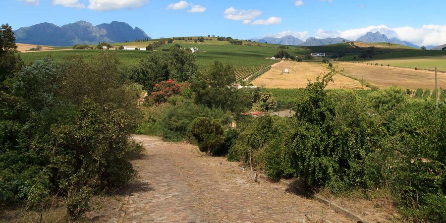 Stellenbosch North Guided Wine Safari (Tastings Excluded) - Tastings, lunch, and the real price