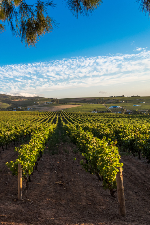 Stellenbosch North Guided Wine Safari (Tastings Excluded) - Who should book this outing?