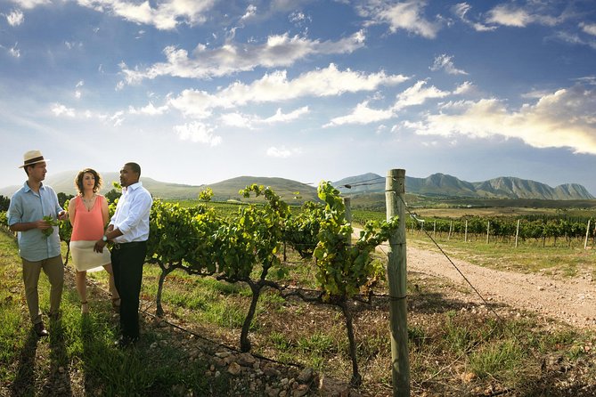 Stellenbosch, Paarl & Franschhoek Private Full Day Wine Tour - Is $131 per person good value?