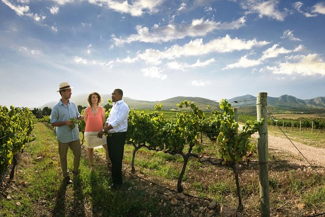 Stellenbosch Wine Tour half day from Cape Town - Why this half-day outing works from Cape Town