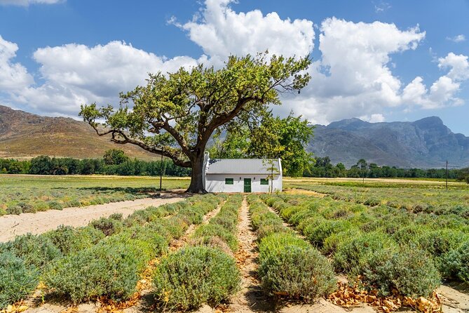 Stellenbosch Winelands Experience - Why this Stellenbosch tour works well from Cape Town
