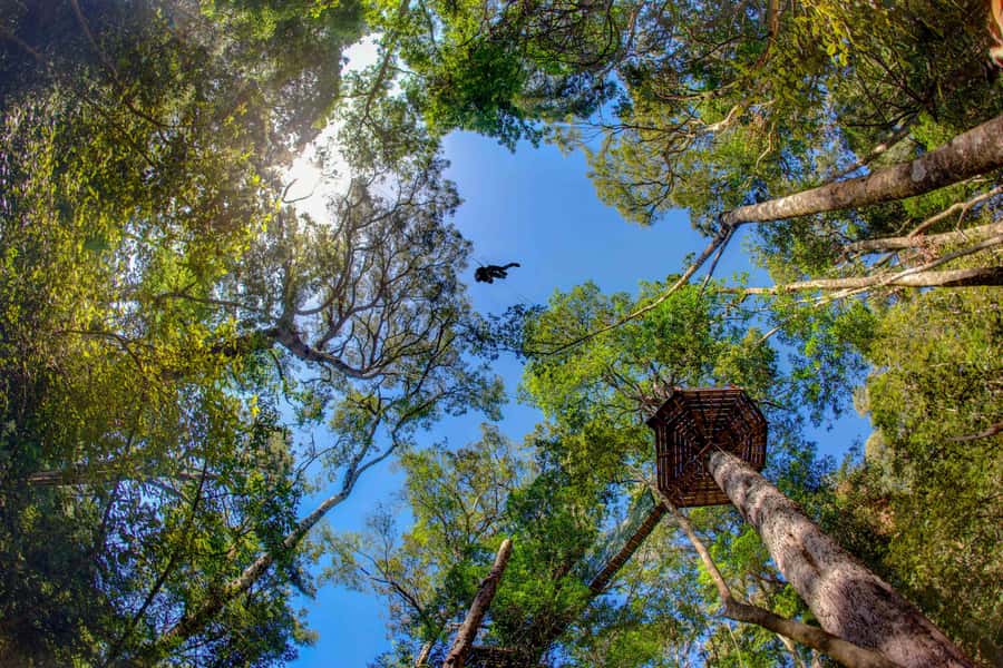 Storms River: Tsitsikamma National Park Zipline Canopy Tour - Entering the Tsitsikamma forest from 30 metres up