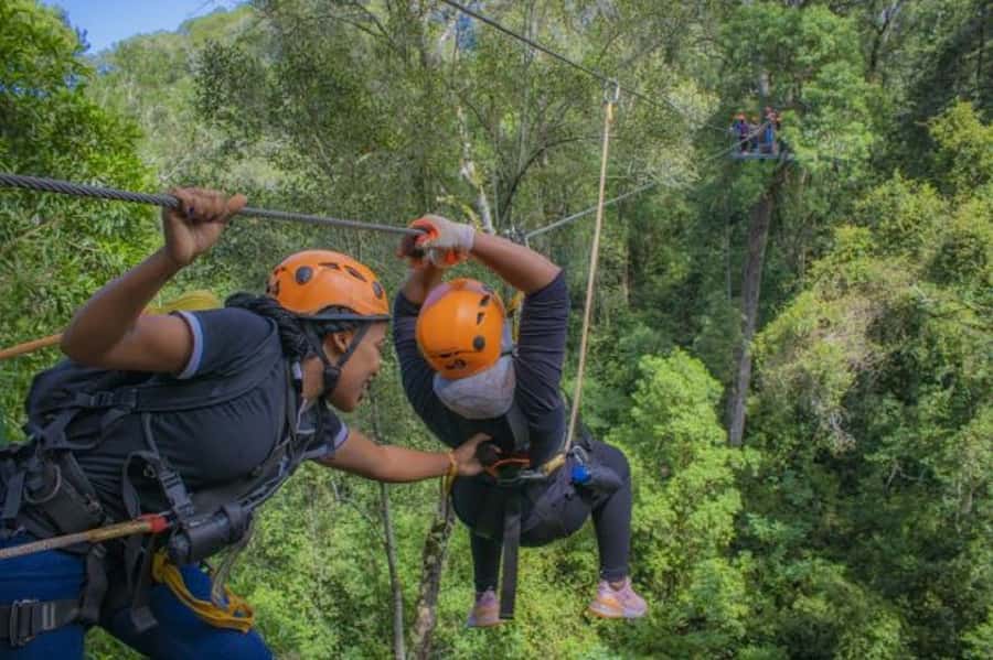 Storms River: Tsitsikamma National Park Zipline Canopy Tour - Learning about birds, ferns, and yellowwoods between the zips