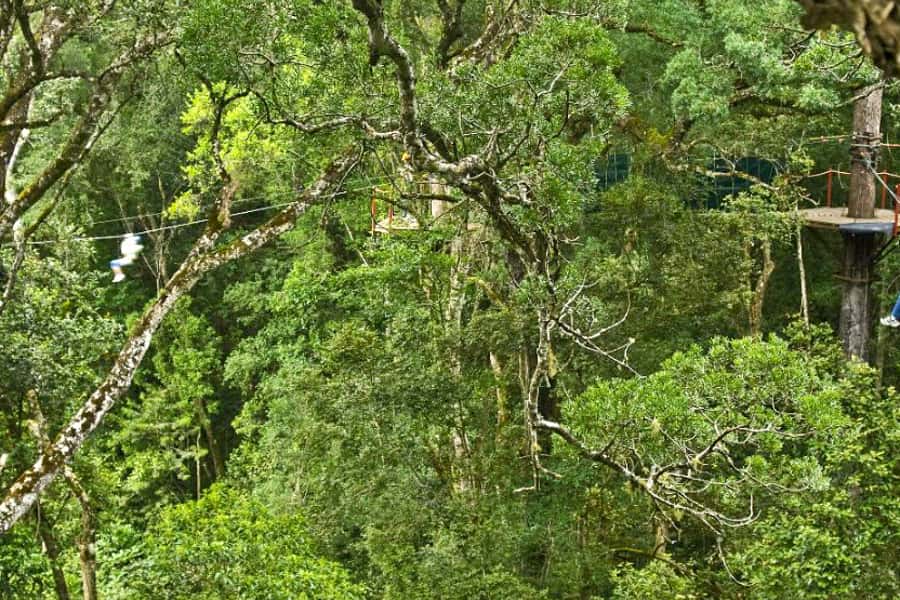 Storms River: Tsitsikamma National Park Zipline Canopy Tour - Who will enjoy this Storms River activity most?