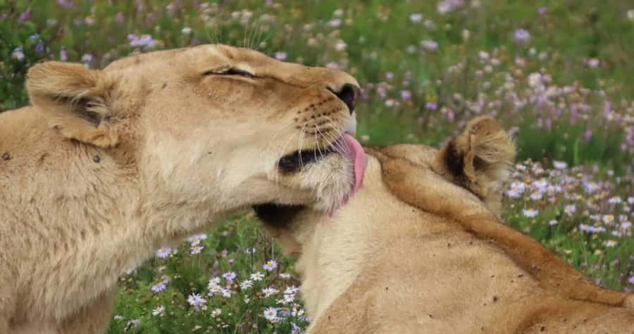 Sunrise Safari - through Addo Park to Schotia reserve - Key points to know before booking
