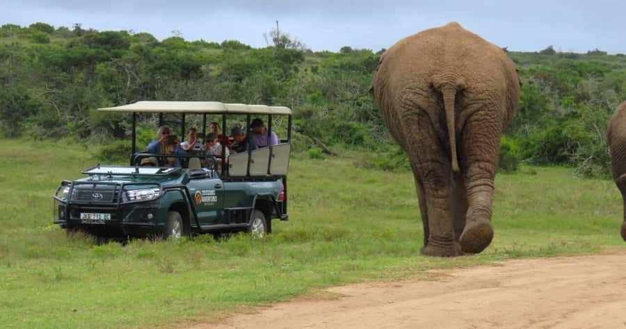 Sunrise Safari - through Addo Park to Schotia reserve - Why the early morning is worth the alarm