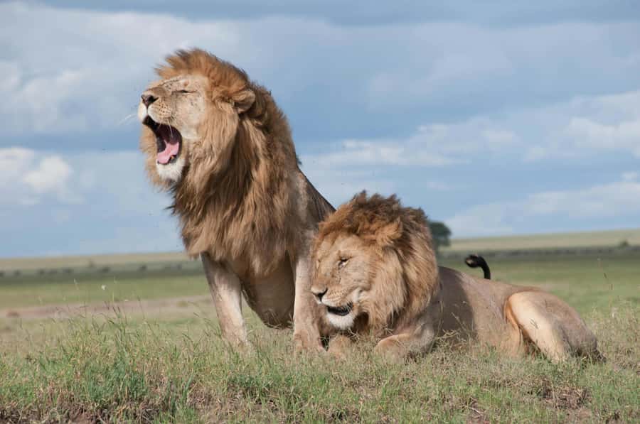 Sunset Safari at the big 5 Game Reserve All inclusive - Key points to know before booking