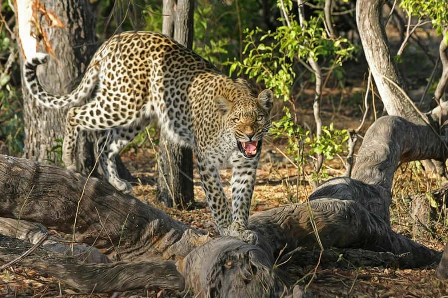 Sunset Safari at the big 5 Game Reserve All inclusive - From Cape Town pickup to the Western Cape countryside