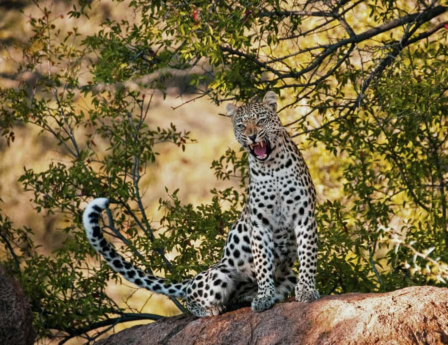 Sunset Safari at the big 5 Game Reserve All inclusive - The open-air 4x4 drive and the search for animals