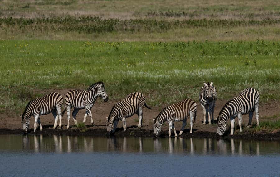 Sunset Safari at the big 5 Game Reserve All inclusive - Snacks, drinks, and the confusing all-inclusive label