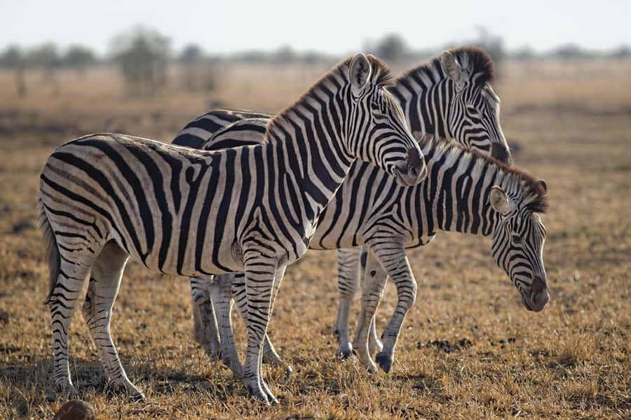 Sunset Safari at the big 5 Game Reserve All inclusive - Should you book the sunset safari?