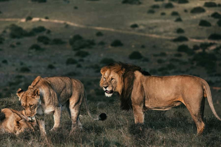 Sunset Safari at the big 5 Game Reserve All inclusive - Arriving at a polished private reserve