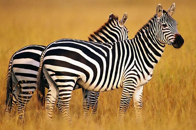 Sunset Safari Big 5 Aquila with Snacks and Wine Tasting - Why this Cape Town tour works