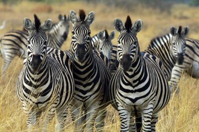 Sunset Safari Big 5 Aquila with Snacks and Wine Tasting