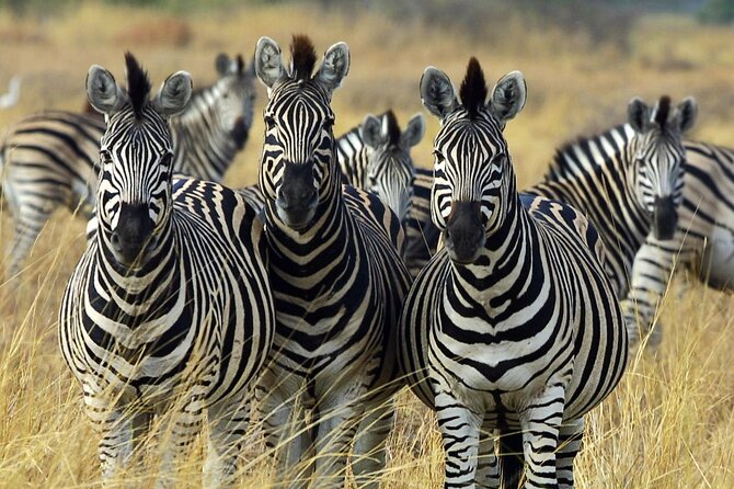 Sunset Safari Big 5 Aquila with Snacks and Wine Tasting - Bo-Kaap, where the city starts with color