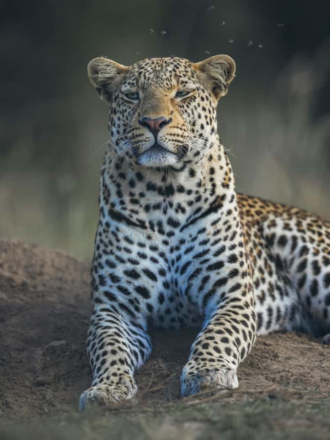 sunset safari big 5 Game reserve Group Tour - Key points to know before booking