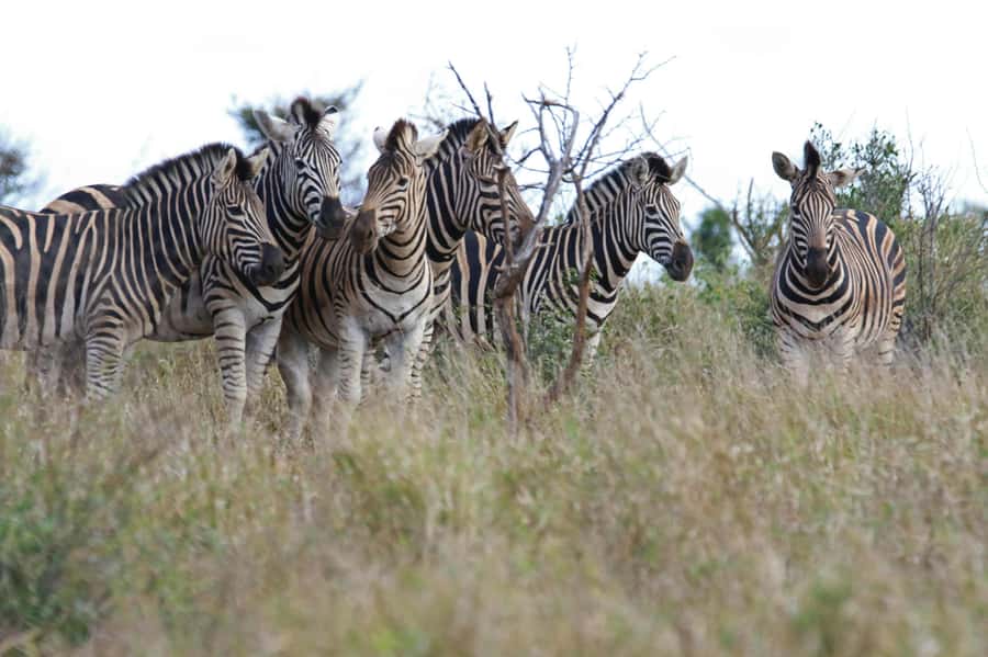 sunset safari big 5 Game reserve Group Tour - Two hours inside Aquila Private Nature Reserve