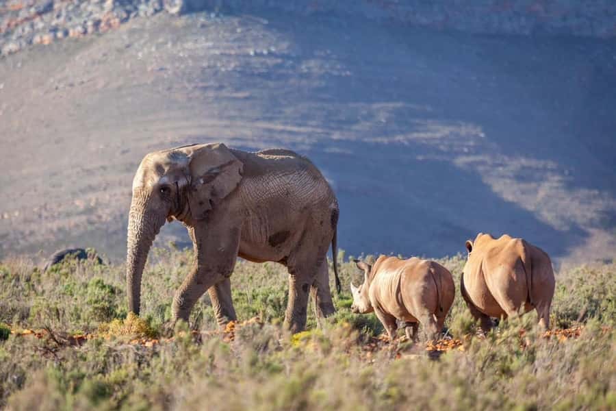 sunset safari big 5 Game reserve Group Tour - Guides can shape the whole day