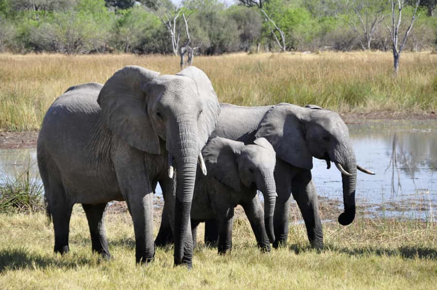 sunset safari big 5 Game reserve Group Tour - What $224 includes, and what it does not
