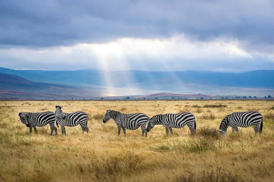 sunset safari big 5 Game reserve Group Tour - Who will enjoy this day trip most