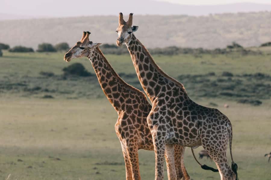 sunset safari big 5 Game reserve Group Tour - Should you book the Aquila sunset safari?