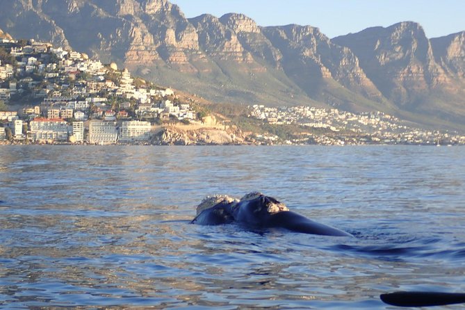 Sunset Session - Haviside’s dolphins and the wildlife factor