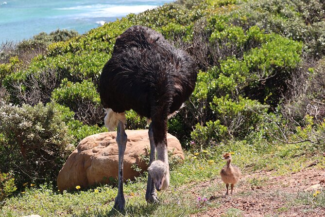 Supersaver: Cape of Good Hope and Cape Point Day Tour from Cape Town - Maidens Cove and the Camps Bay opening view