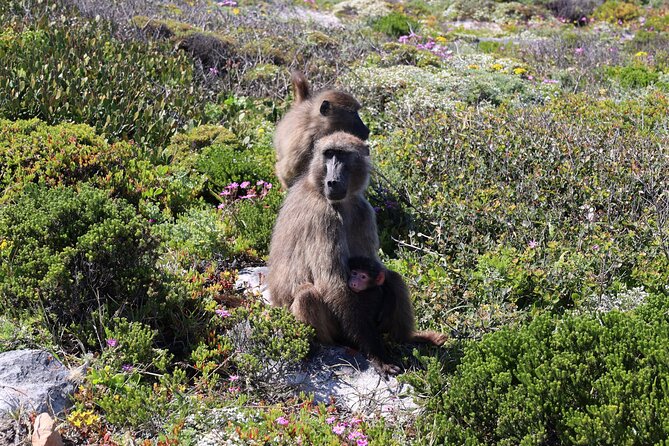 Supersaver: Cape of Good Hope and Cape Point Day Tour from Cape Town - Cape of Good Hope and the Cape Point choice
