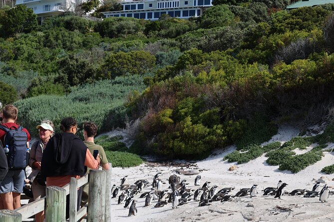 Supersaver: Cape of Good Hope and Cape Point Day Tour from Cape Town - Boulders Beach and the African penguins