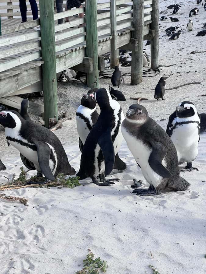 Swim with Penguins at Boulders Beach Penguin Colony - Who will enjoy this half-day outing?