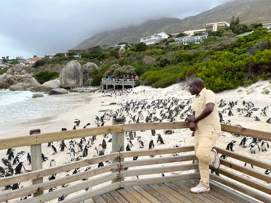 Swim with Penguins at Boulders Beach Penguin Colony - Starting in Cape Town with Bo-Kaap color