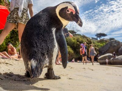 Swim with Penguins at Boulders Beach Penguin Colony