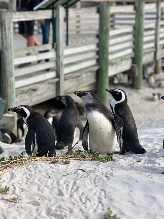 Swim with Penguins at Boulders Beach Penguin Colony - Two hours at Boulders Beach