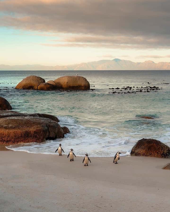 Swim with Penguins at Boulders Beach Penguin Colony - Chapman’s Peak Drive after the penguins