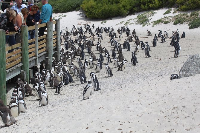 Swim with Penguins At Boulders Chapman's Peak Exc Entry Fees - Hout Bay and the curves of Chapmans Peak