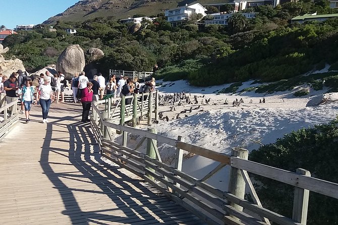 Swim with Penguins At Boulders Chapman's Peak Exc Entry Fees - Constantia wine and Cape Town’s modern history