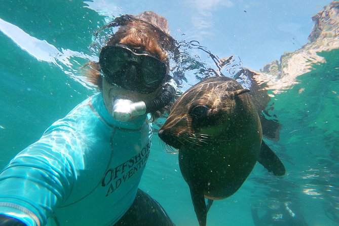 Swim with Seals - Key points to know before you book