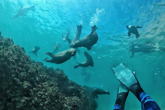 Swim with Seals - From Plettenberg Bay to the Robberg seal colony