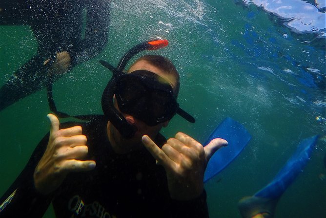 Swim with Seals - What the swim is really like