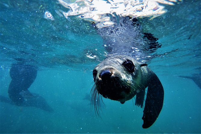 Swim with Seals - Instruction, equipment, and the guide team