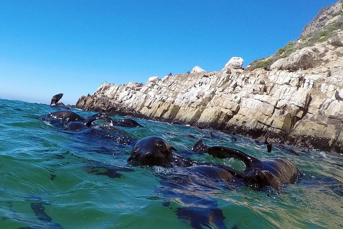 Swim with Seals - Is $51.47 a fair price?