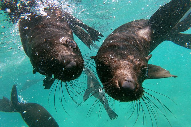 Swim with Seals - Who will enjoy this most?