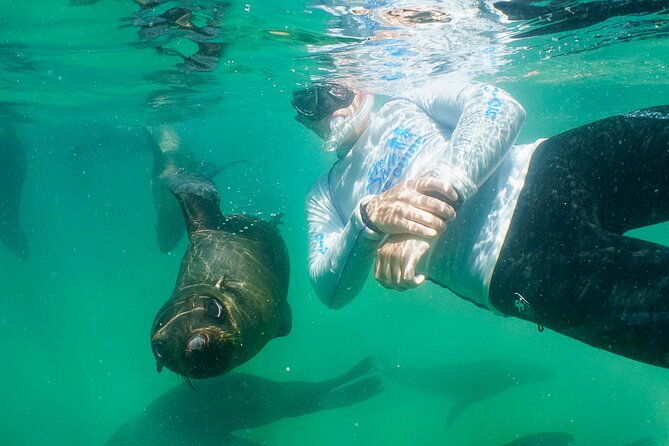 Swim with the Seals in Plettenberg Bay - Key details before you book