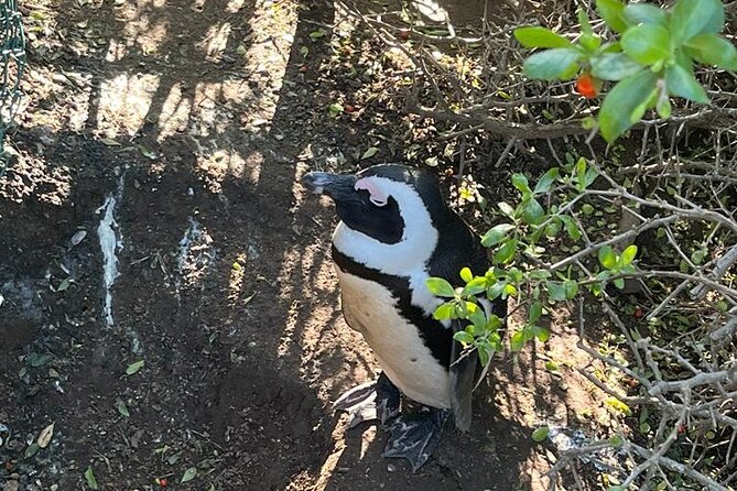 Table Mountain and Penguins Half Day Shared Group Tour - Why this tour works for a first Cape Town morning