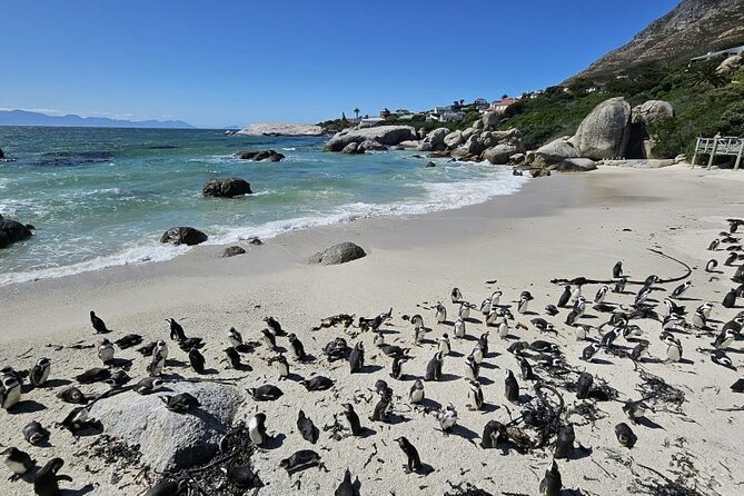 Table Mountain Boulder's Beach and Cape Point - Why this private Cape Town day works