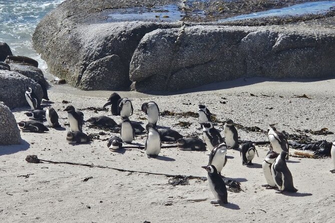 Table Mountain Boulder's Beach and Cape Point - Boulders Beach gives you a close look at African penguins